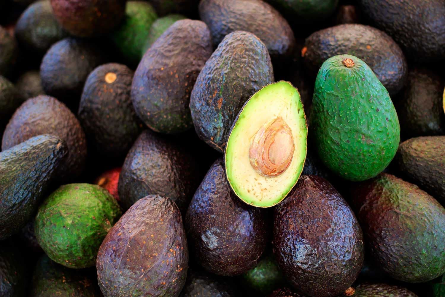 La recolección del aguacate silvestre en zonas comunales de Uruapan